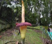 Bunga Bangkai Setinggi 3,7 Meter Mekar di Kebun Raya Cibodas LIPI